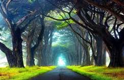 Image result for the middle path